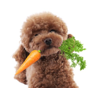 Beyaz arka planda taze havucu olan sevimli Maltipoo.