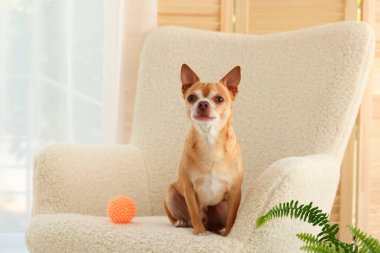 Şirin bir Chihuahua köpeği ve yumuşak koltuğu var.