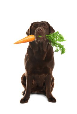 Beyaz arka planda taze havucu olan şirin çikolata Labrador Retriever.