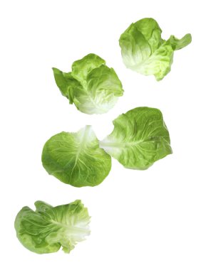 Beyaz arka planda yeşil marul yaprakları