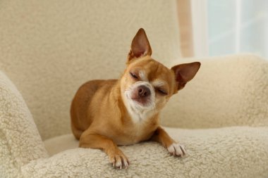 Yumuşak koltukta Chihuahua köpeği. Sevimli hayvan.