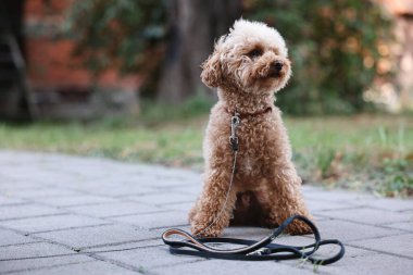 Cute Maltipoo dog with leash on walk outdoors, space for text clipart