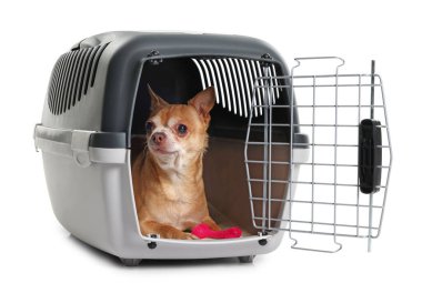 Evcil hayvan taşıyıcısında oyuncağı olan sevimli köpek beyazı izole etmiş.