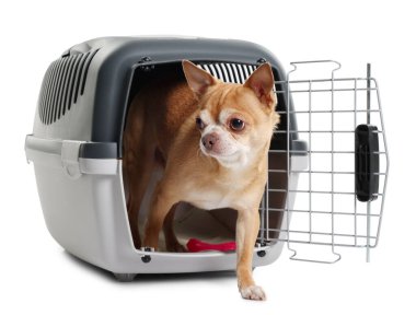 Evcil hayvan taşıyıcısındaki sevimli köpek beyazda izole edilmiş.