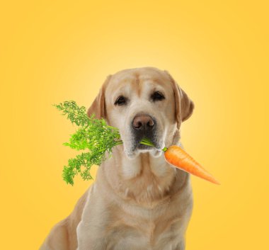 Turuncu zemininde taze havuç olan şirin Altın Labrador Retriever.