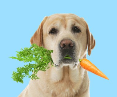 Açık mavi arka planda taze havucu olan şirin Altın Labrador Retriever.