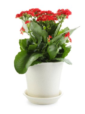 Beyaz tencerede güzel bir kalanchoe çiçeği.