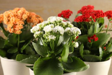 Bulanık bej arka planda saksılarda farklı güzel kalanchoe çiçekleri, yakın plan.