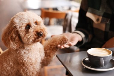 Şirin köpekli bir kadın ve kafede kahve, yakın plan.