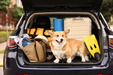 Bagajında bavul ve diğer eşyalarla Pembroke Galsh Corgi