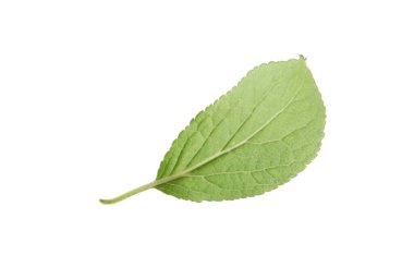 Bir yeşil erik yaprağı beyaza izole edilmiş