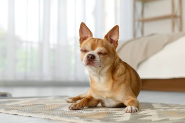 Şirin Chihuahua köpeği odada halıda uyuyor.