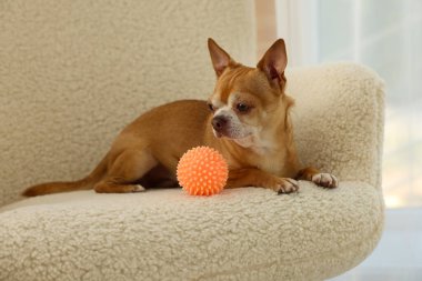 Şirin bir Chihuahua köpeği ve yumuşak koltuğu var.