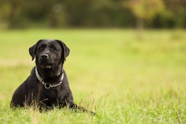 Yeşil çimlerin üzerinde yatan sevimli Labrador Retriever köpeği. Metin için boşluk