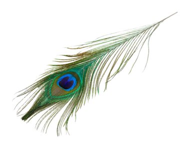 Güzel bir tavus kuşu tüyü beyazda izole edilmiş.