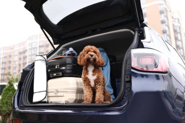 Çantalı şirin Cavapoo köpeği ve bagajdaki diğer şeyler.