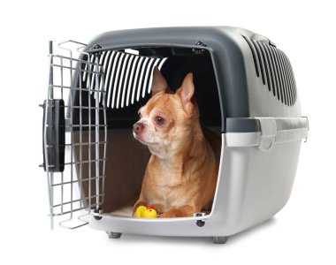 Evcil hayvan taşıyıcısında oyuncağı olan sevimli köpek beyazı izole etmiş.