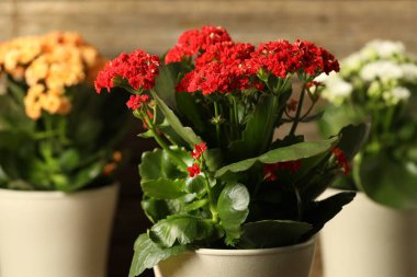 Bulanık arka planda saksılarda farklı güzel kalanchoe çiçekleri, yakın plan.