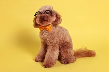 Şirin oyuncak köpek papyon takıyor ve sarı arka planda gözlük takıyor.
