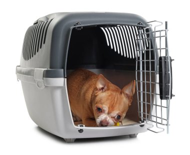 Evcil hayvan taşıyıcısındaki sevimli köpek beyazda izole edilmiş.