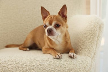 Yumuşak koltukta Chihuahua köpeği. Sevimli hayvan.