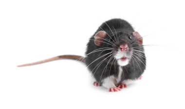 Beyaz arka planda sevimli küçük bir fare.