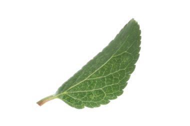 Bir yeşil erik yaprağı beyaza izole edilmiş