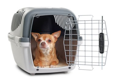 Evcil hayvan taşıyıcısındaki sevimli köpek beyazda izole edilmiş.