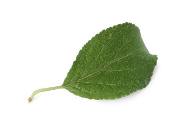 Bir yeşil erik yaprağı beyaza izole edilmiş