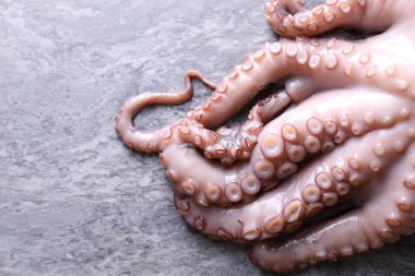 Gri masadaki taze çiğ ahtapot, üst manzara. Metin için boşluk