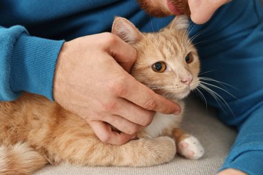 Evdeki kanepede sevimli kızıl kediyi okşayan adam, yakın plan.