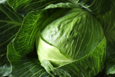 Arka plan olarak olgun bir lahana başı, yakın plan.