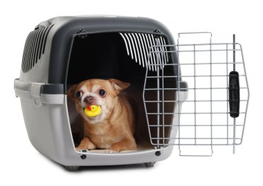 Evcil hayvan taşıyıcısında oyuncağı olan sevimli köpek beyazı izole etmiş.