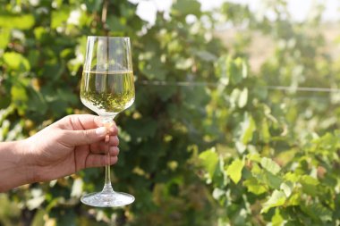 Bardak tutan adam dışarıda lezzetli şarapla, yakın plan. Metin için boşluk