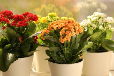 Farklı güzel kalanchoe çiçekleri kapalı kaplarda, yakın planda.