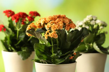 Bulanık yeşil arka planda saksılarda farklı güzel kalanchoe çiçekleri, yakın plan.