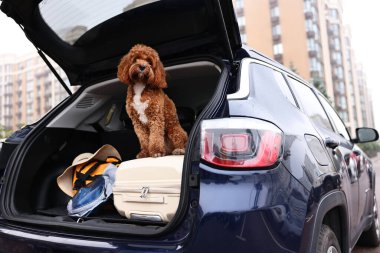 Çantalı şirin Cavapoo köpeği ve bagajında başka şeyler var.
