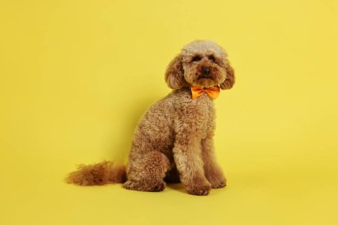Şirin oyuncak köpek sarı arka planda turuncu papyon takıyor.