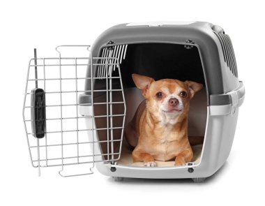 Evcil hayvan taşıyıcısındaki sevimli köpek beyazda izole edilmiş.