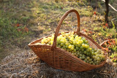 Güneşli bir günde açık havada hasır sepetin içinde olgun üzümler