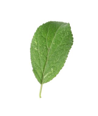 Bir yeşil erik yaprağı beyaza izole edilmiş