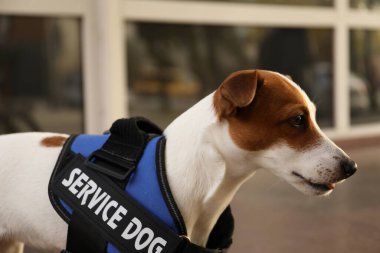 Şirin Jack Russell Terrier servis köpeği yeleği giyiyor, yakın plan.
