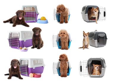 Beyaz arka planda farklı köpek ve hayvan taşıyıcıları