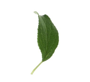 Bir yeşil erik yaprağı beyaza izole edilmiş