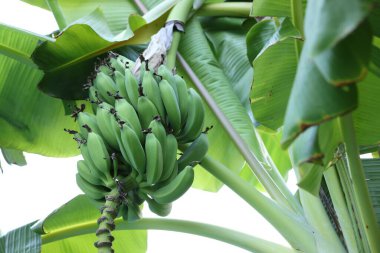 Yeşil yapraklı tropik ağaç ve açık havada olgun muzlar, alçak açı.
