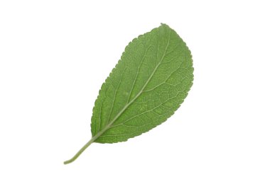 Bir yeşil erik yaprağı beyaza izole edilmiş