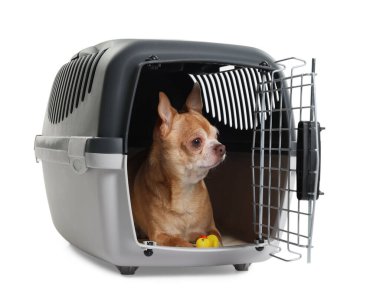 Evcil hayvan taşıyıcısında oyuncağı olan sevimli köpek beyazı izole etmiş.