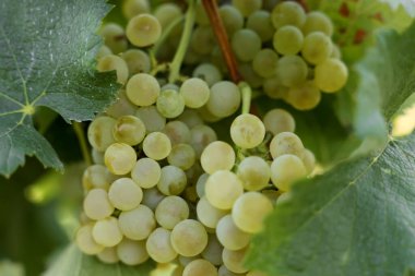 Üzüm bağında yetişen olgun sulu üzümler, yakın plan.