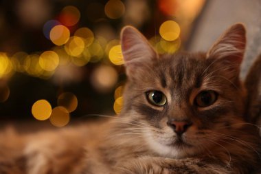 Tatlı tüylü kedi bulanık Noel ışıklarına karşı, mesaj için yer