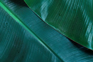 Arka planda su damlaları olan taze yeşil muz yaprakları, yakın plan